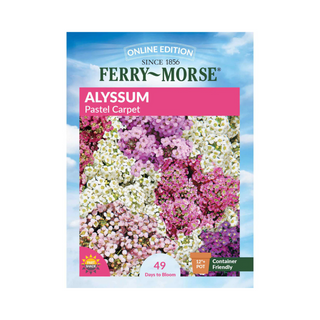 Alyssum - Pastel Carpet