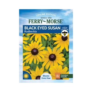 Black Eyed Susan - Rudbeckia Hirta