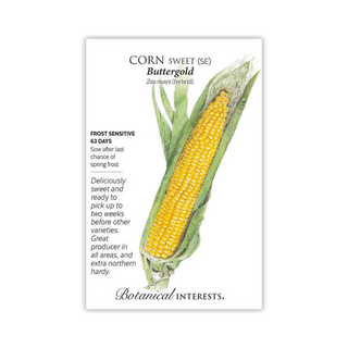 Corn Sweet (yellow) Buttergold