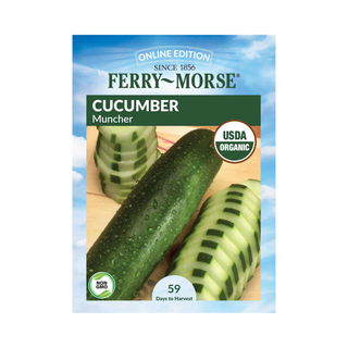 Cucumber - Muncher Organic