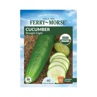 Cucumber Straight Eight Organic