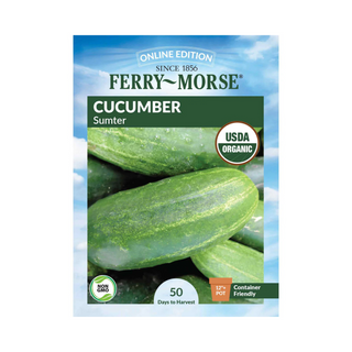 Cucumber Sumter Organic