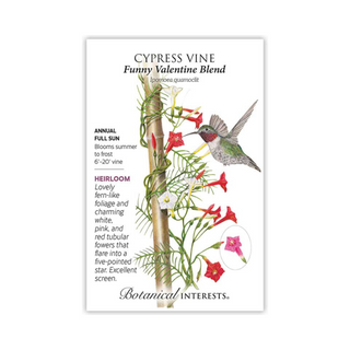 Cypress Vine Blend