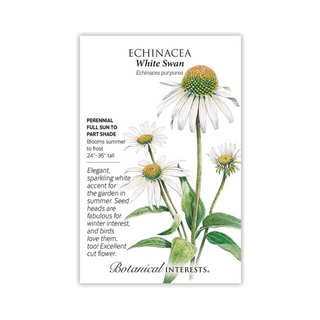 Echinacea White Swan