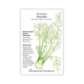 Fennel Finocchio