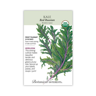 Kale Red Russian Organic