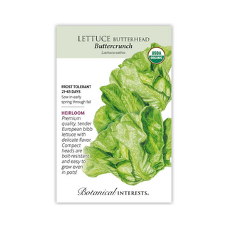 Lettuce Butterhead Buttercrunch Organic