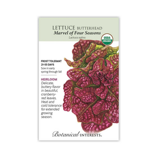 Lettuce Butterhead Marvel Organic