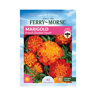 Marigold - French Double Dwarf