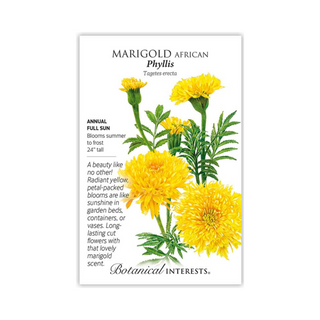 Marigold African Phyllis Yellow