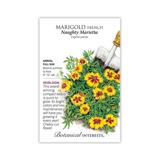 Marigold French Naughty Marietta