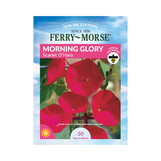 Morning Glory - Scarlet O'Hara