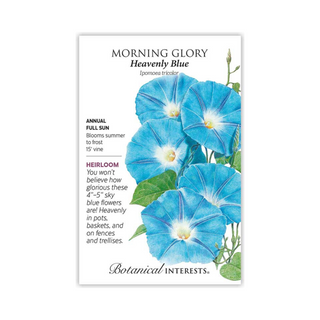 Morning Glory Heavenly Blue