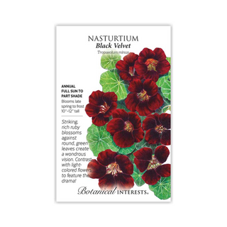 Nasturtium Black Velvet