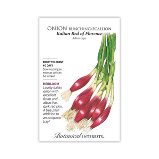 Onion Bunching (red) Italian