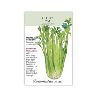 Celery Utah Organic