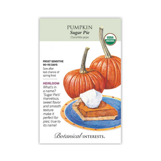 Pumpkin Sugar Pie Organic