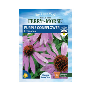 Purple Coneflower - Echinacea