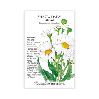 Shasta Daisy Alaska