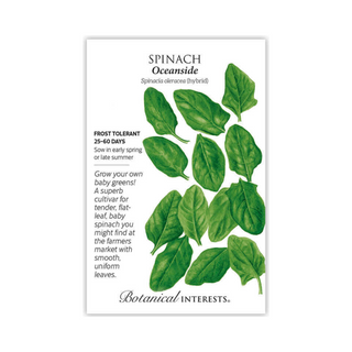 Spinach Oceanside hybrid