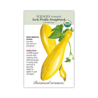 Squash Summer Early Straightneck Organic