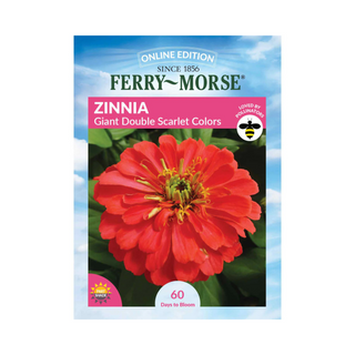 Zinnia - Giant Double Scarlet Flame